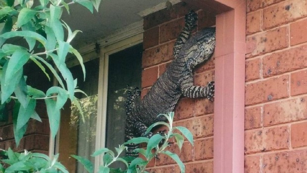 23 Bizarre "Meanwhile In Australia Memes" 13 giant lizard - Meanwhile In Australia Memes