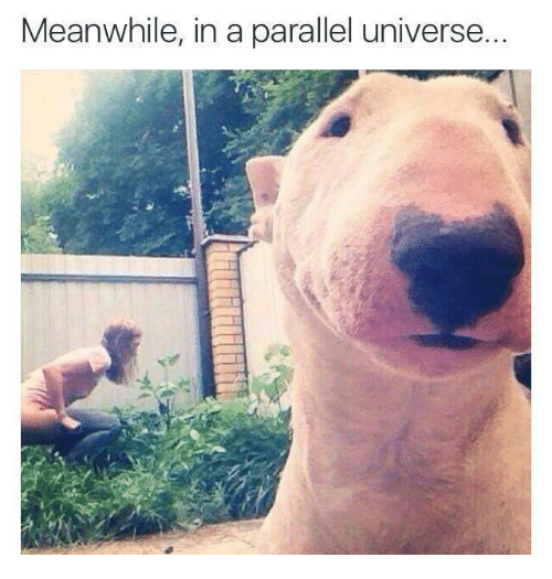 20 Best "Meanwhile In A Parallel Universe Memes" 6 man taking shit in parallel universe