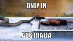 23 Bizarre "Meanwhile In Australia Memes" 8 only in australia - Meanwhile In Australia Memes