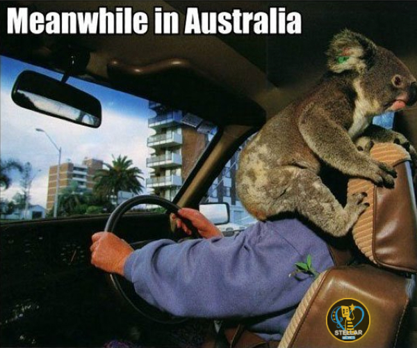 23 Bizarre "Meanwhile In Australia Memes" 7 koala on police office - Meanwhile In Australia Memes