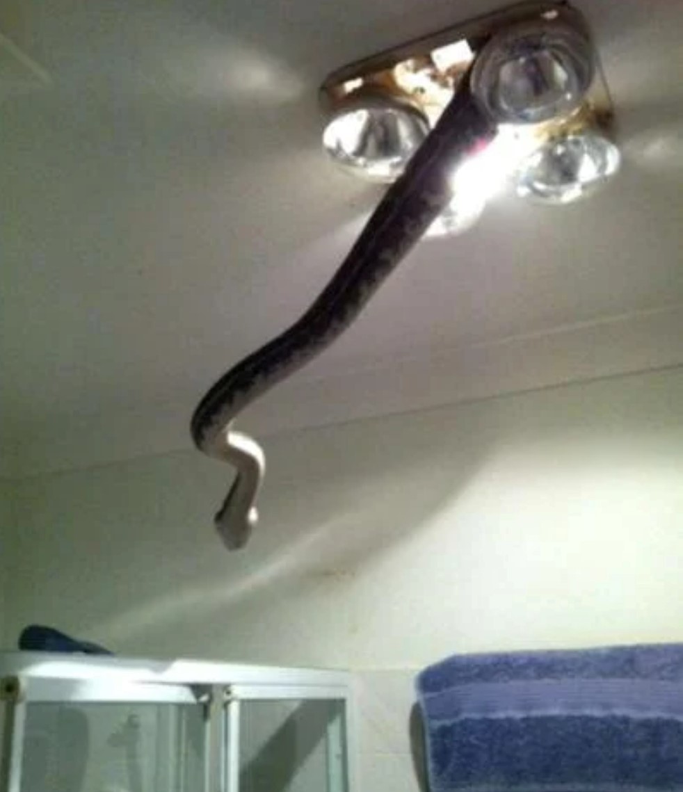23 Bizarre "Meanwhile In Australia Memes" 5 snake coming out of ceiling lamp - Meanwhile In Australia Memes