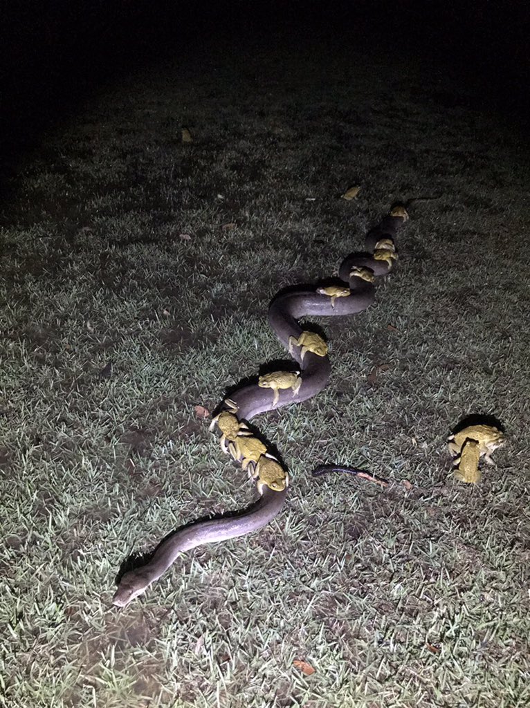 23 Bizarre "Meanwhile In Australia Memes" 2 toads riding on snake - Meanwhile In Australia Memes