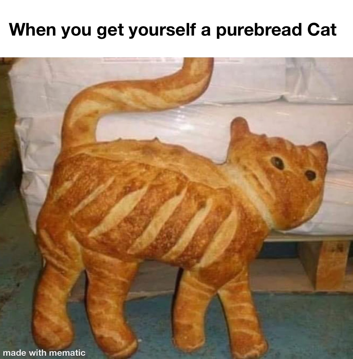 Purebread Cats Be Like 1 when you get yourself a purebread cat