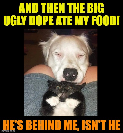 28 Cat Vs Dog Memes To Show Who Is Superior 2 And the the big ugly dope ate my food