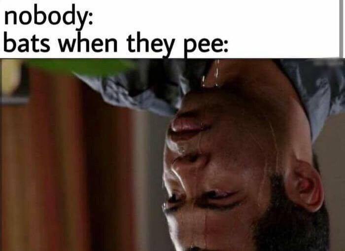 21 Funny "The Struggle Is Real Memes" That'll Make Your Day Struggle Free 2 Bats when they pee