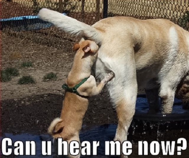 30 Funny "Dog Memes" That Will Surely Make You Smile 16 Can you hear me now - dog memes