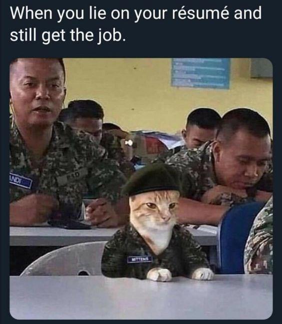 20 "When You Lie On Your Resume But Still Get The Job" Memes 5 Cat commando