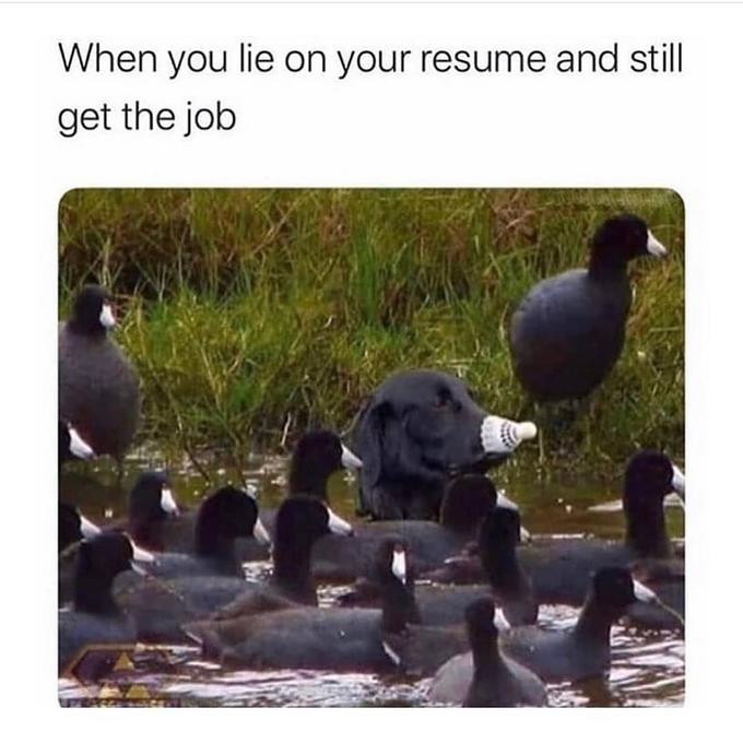 20 "When You Lie On Your Resume But Still Get The Job" Memes 10 Dog as duck