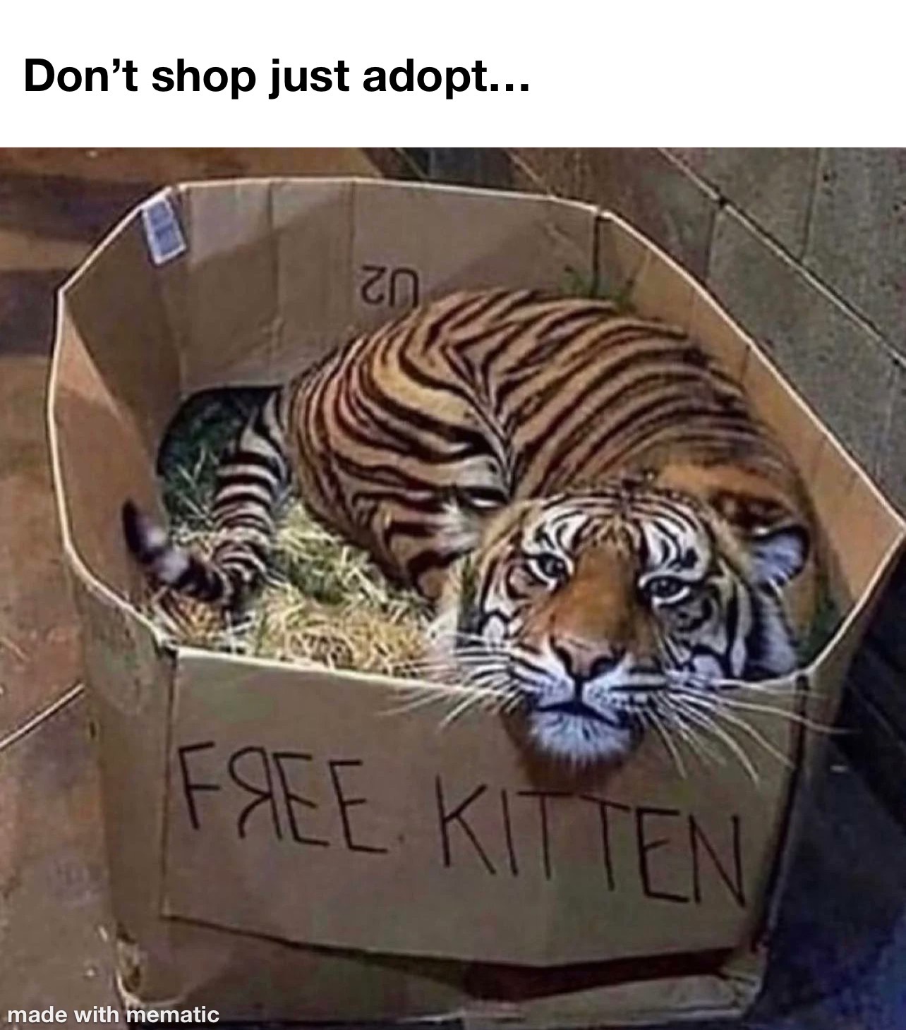In This Case You’re The One Whos Getting Adopted 1 Don't shop just adopt