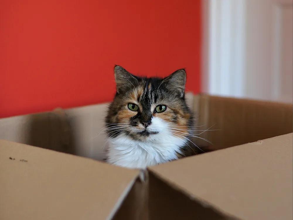 If I Fits I Sits: These 25 Cats Will Make You Feel Claustrophobic 12 If I fits I sits