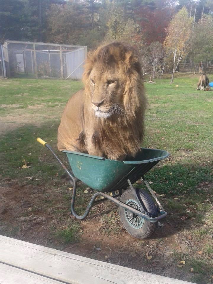 If I Fits I Sits: These 25 Cats Will Make You Feel Claustrophobic 13 Lion in box
