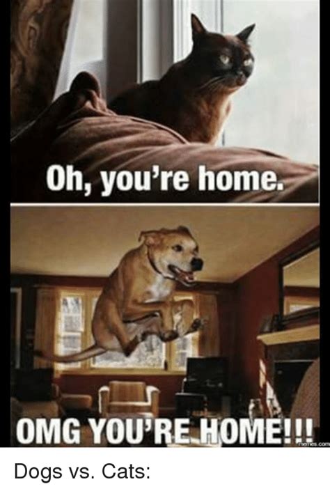 28 Cat Vs Dog Memes To Show Who Is Superior 8 Oh you're home