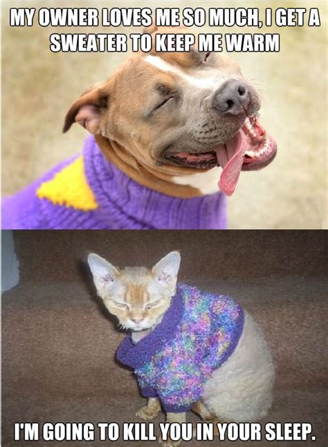 28 Cat Vs Dog Memes To Show Who Is Superior 9 Owner loves me so much he gave me a sweater