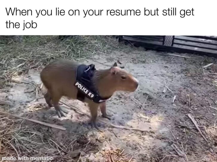 20 "When You Lie On Your Resume But Still Get The Job" Memes 16 Police dog