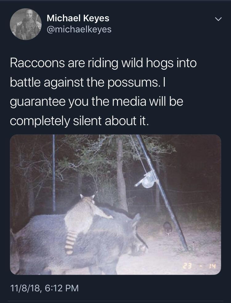 Raccoons Are Wild 1 Raccoons are riding wild hogs into battle