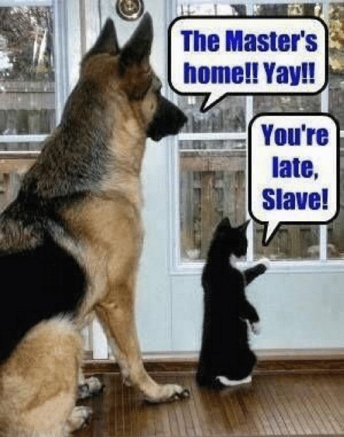 28 Cat Vs Dog Memes To Show Who Is Superior 12 The masters home