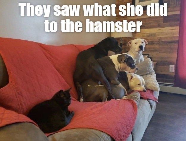 28 Cat Vs Dog Memes To Show Who Is Superior 13 They saw what they did to the hamster
