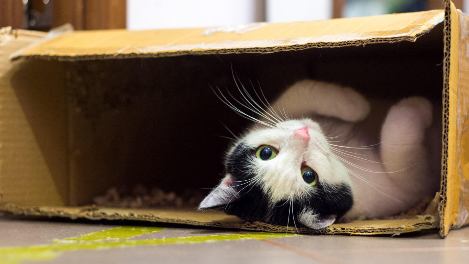 If I Fits I Sits: These 25 Cats Will Make You Feel Claustrophobic 21 This is mine hooman