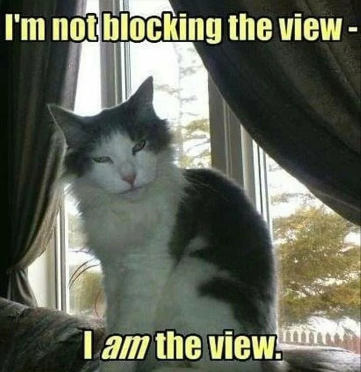 What Do You Mean I'm Blocking The View 1 What Do You Mean Im Blocking The View