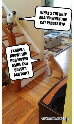 28 Cat Vs Dog Memes To Show Who Is Superior 15 What's the rule again