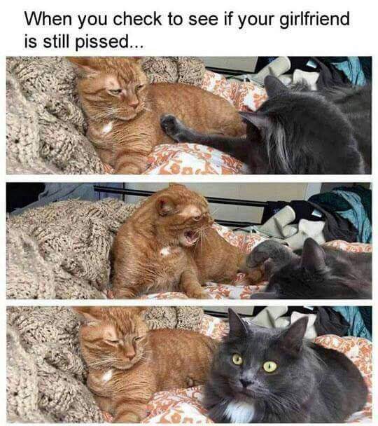 40 Relationship Memes That Captures The Chaos Of Being In A Relationship 23 When you check to see if your girlfriend is still pissed