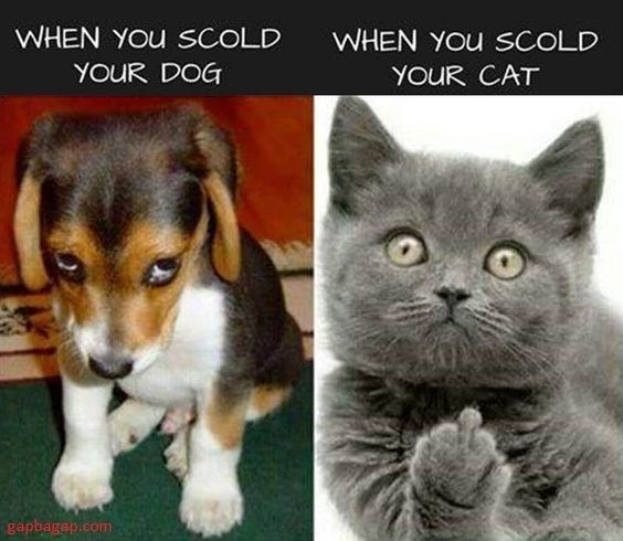 28 Cat Vs Dog Memes To Show Who Is Superior 18 When you scold your cat