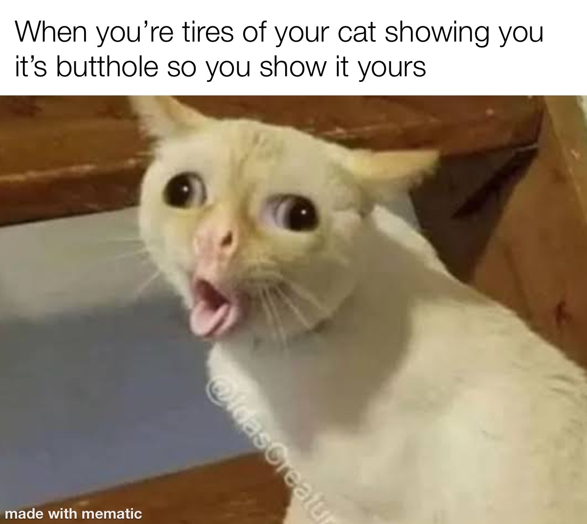 Tit For Tat With My Cat 1 When you're tires of your cat showing you its butthole so you show it yours