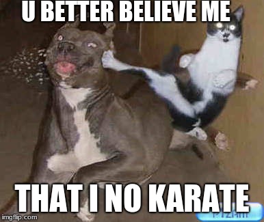 28 Cat Vs Dog Memes To Show Who Is Superior 19 You better believe me That i know karate