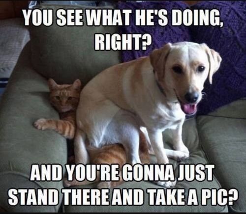 28 Cat Vs Dog Memes To Show Who Is Superior 20 You see what he is doing there