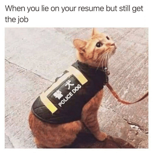 20 "When You Lie On Your Resume But Still Get The Job" Memes 3 cat as police dog