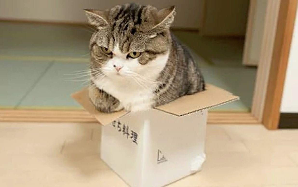 If I Fits I Sits: These 25 Cats Will Make You Feel Claustrophobic 3 cat in Chinese box
