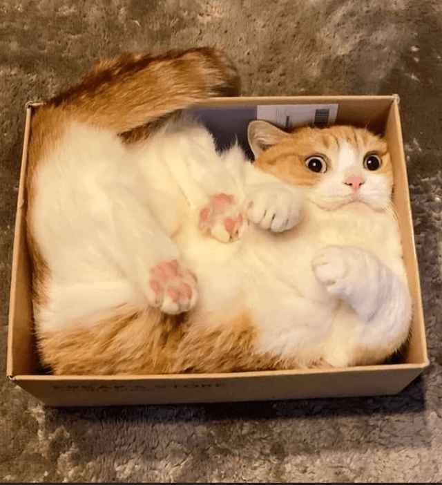 If I Fits I Sits: These 25 Cats Will Make You Feel Claustrophobic 10 forcefully I sits