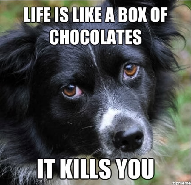 30 Funny "Dog Memes" That Will Surely Make You Smile 18 life is like a box of chocolates - dog memes