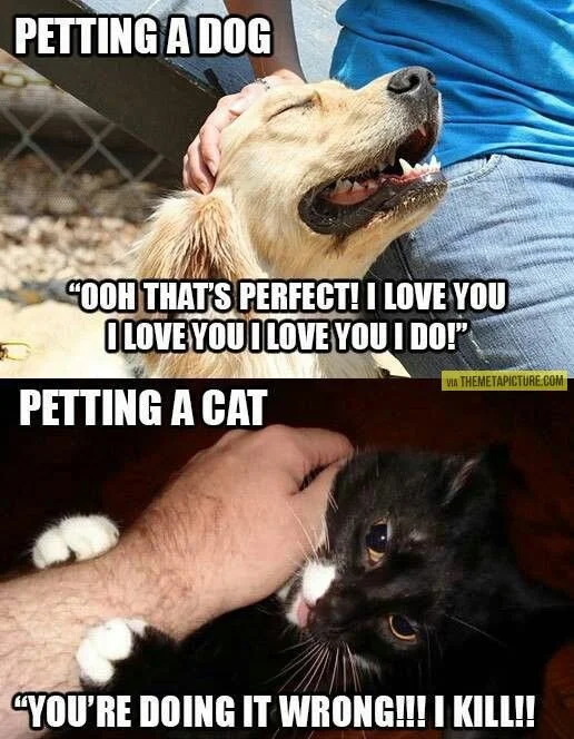 28 Cat Vs Dog Memes To Show Who Is Superior 10 petting a dog vs petting a cat