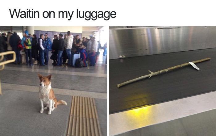 30 Funny "Dog Memes" That Will Surely Make You Smile 14 waiting on my luggage