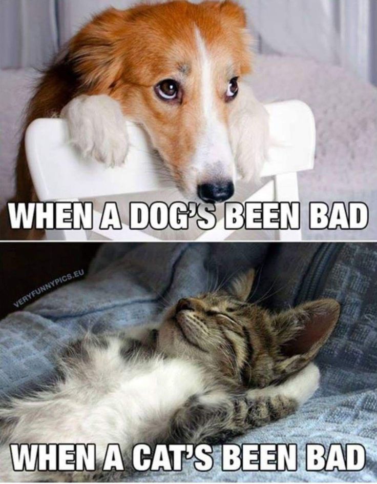 28 Cat Vs Dog Memes To Show Who Is Superior 16 when dogs been bad vs when cats been bad