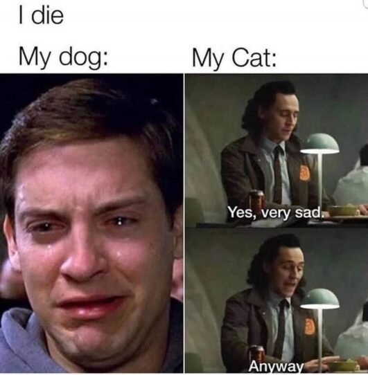 28 Cat Vs Dog Memes To Show Who Is Superior 17 when you die meme