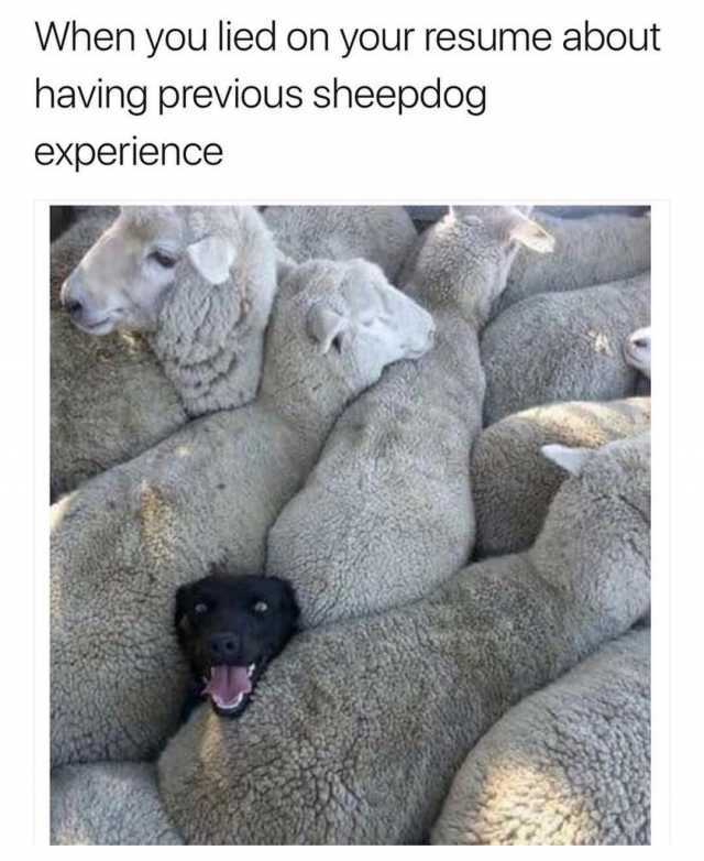 20 "When You Lie On Your Resume But Still Get The Job" Memes 19 when you lied on your resume about sheepdog experience