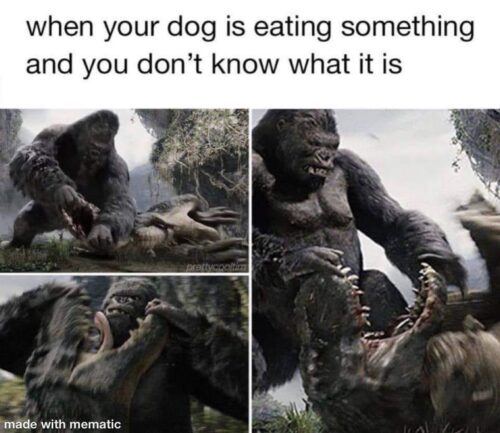 30 Funny "Dog Memes" That Will Surely Make You Smile 3 when your dog is eating something and you dont know