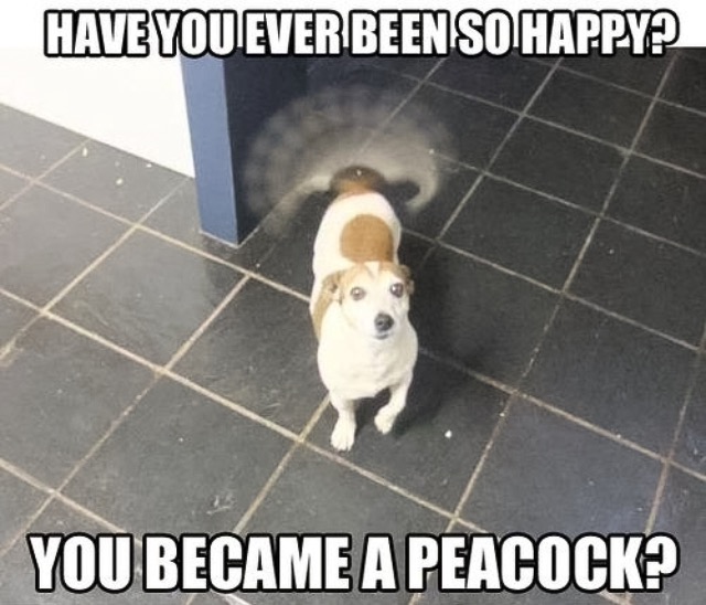 30 Funny "Dog Memes" That Will Surely Make You Smile 17 you became a peacock