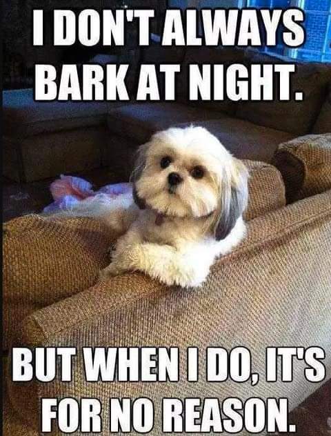 Barking For No Reason Is A Good Reason 1 Barking For No Reason Is A Good Reason