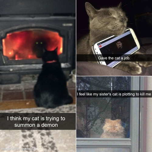 Cat Snapchats - FG