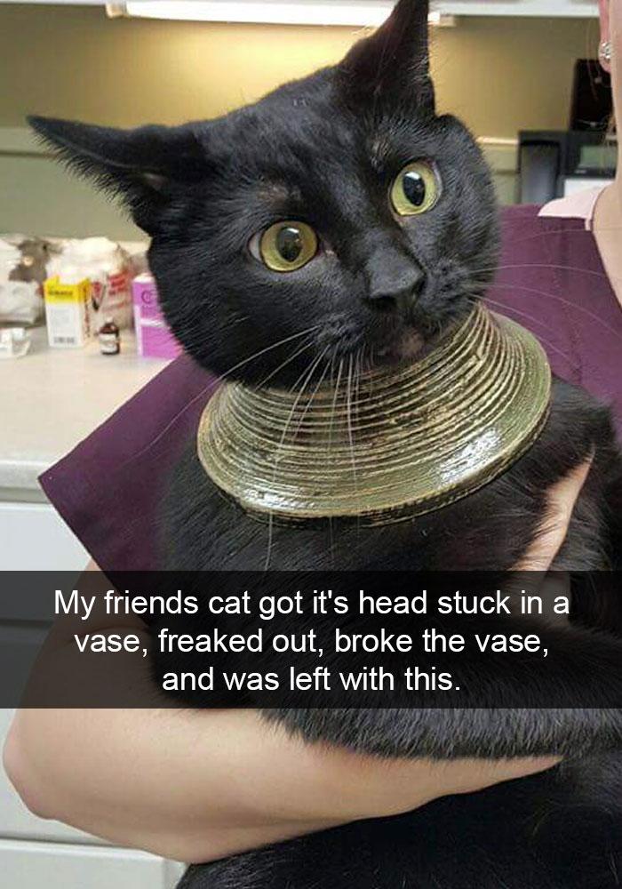 20 Hilarious Cat Snapchats Guaranteed to Make You Laugh 4 Cat got stuck its head in vase