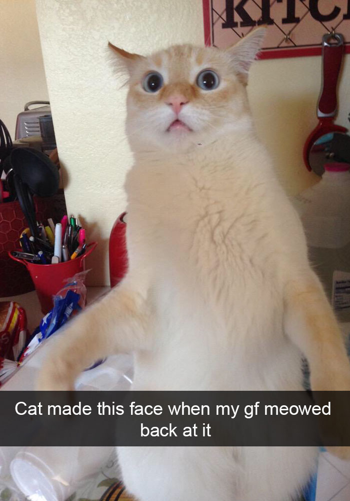 20 Hilarious Cat Snapchats Guaranteed to Make You Laugh 6 Cat made this face when mt girlfriend meowed at it