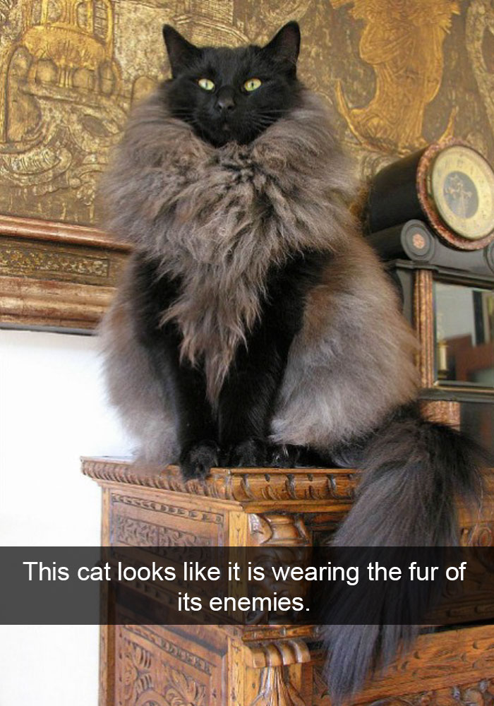 20 Hilarious Cat Snapchats Guaranteed to Make You Laugh 7 Cat wearing fur of enemies