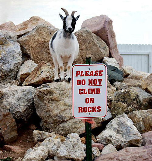 25 Hilarious Memes Of Animals Being Badass 6 Do not climb on walls