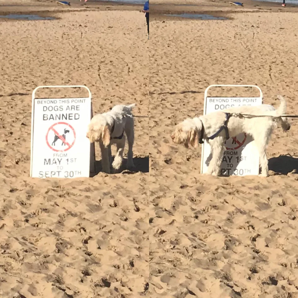 25 Hilarious Memes Of Animals Being Badass 8 Dogs are banned