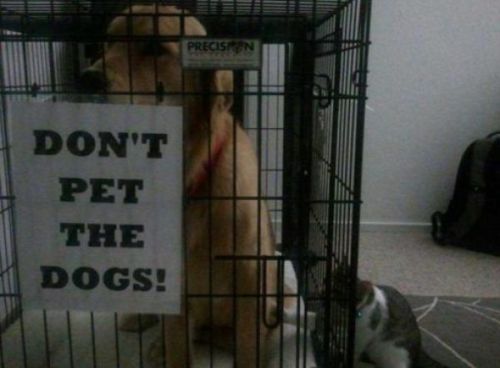 25 Hilarious Memes Of Animals Being Badass 9 Don't pet the dogs