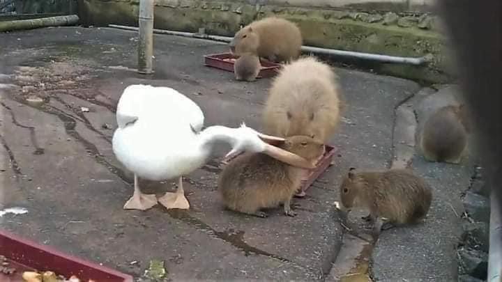 20 Best Capybara Memes 4 Eating A Capybara
