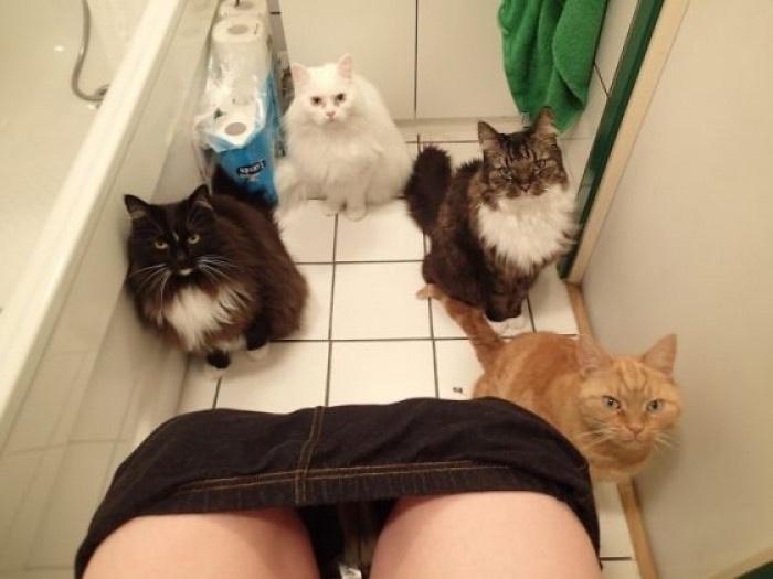 15 Cats That Have No Respect For Your Personal Space 5 Going to the washroom be like